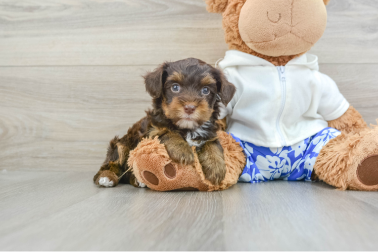 Happy Yorkie Poo Baby