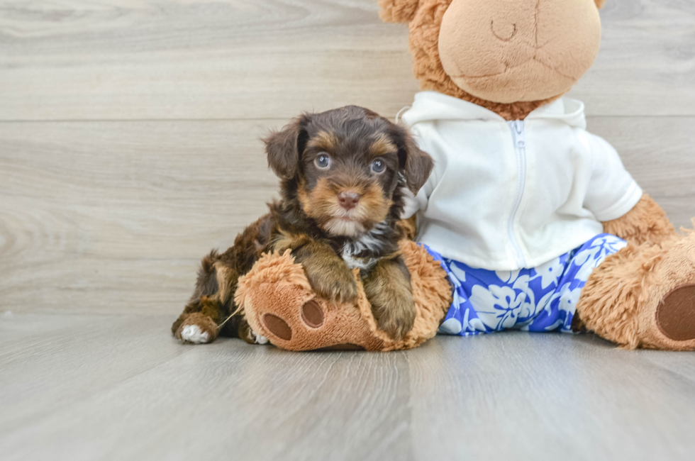 6 week old Yorkie Poo Puppy For Sale - Puppy Love PR