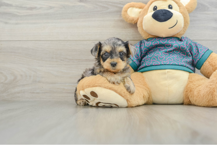 Little Yorkie Poodle Mix Poodle Mix Puppy