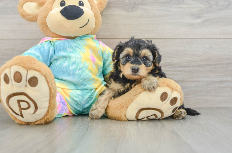 6 week old Yorkie Poo Puppy For Sale - Puppy Love PR