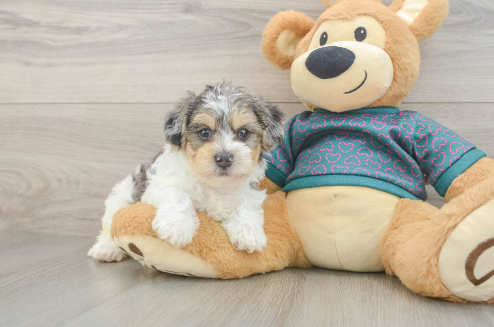 5 week old Yorkie Poo Puppy For Sale - Puppy Love PR