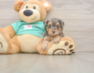 8 week old Yorkie Poo Puppy For Sale - Puppy Love PR
