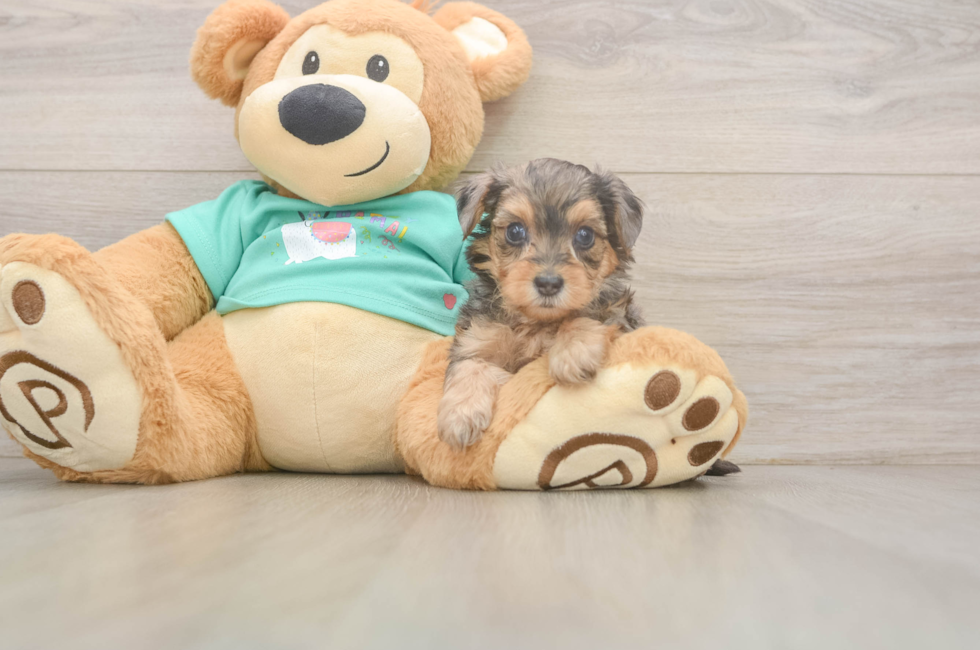 7 week old Yorkie Poo Puppy For Sale - Puppy Love PR