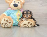 8 week old Yorkie Poo Puppy For Sale - Puppy Love PR