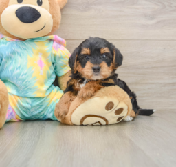 5 week old Yorkie Poo Puppy For Sale - Puppy Love PR