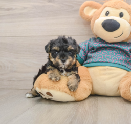 8 week old Yorkie Poo Puppy For Sale - Puppy Love PR