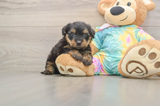 Best Yorkie Poo Baby
