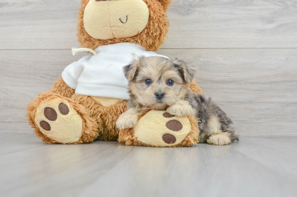6 week old Yorkie Poo Puppy For Sale - Puppy Love PR