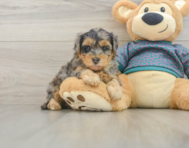 7 week old Yorkie Poo Puppy For Sale - Puppy Love PR