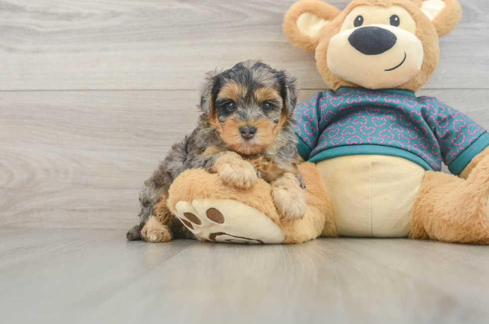 5 week old Yorkie Poo Puppy For Sale - Puppy Love PR