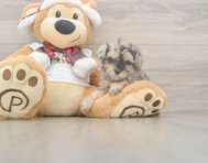 9 week old Yorkie Poo Puppy For Sale - Puppy Love PR