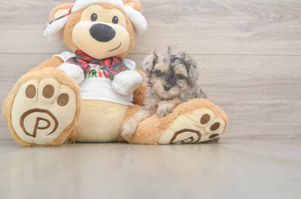 5 week old Yorkie Poo Puppy For Sale - Puppy Love PR