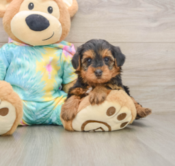 6 week old Yorkie Poo Puppy For Sale - Puppy Love PR