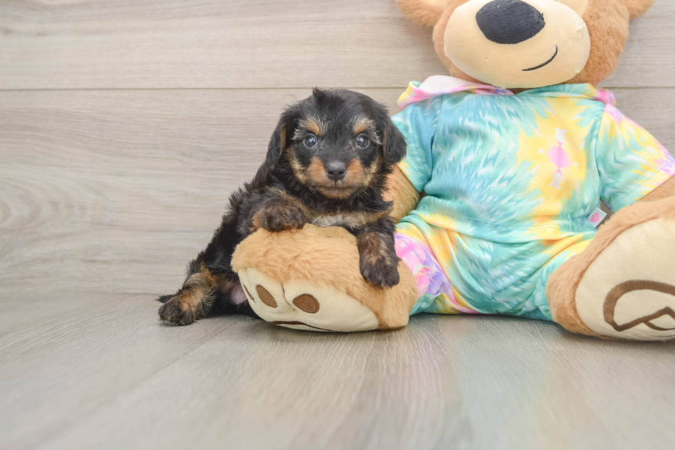 Friendly Yorkie Poo Baby
