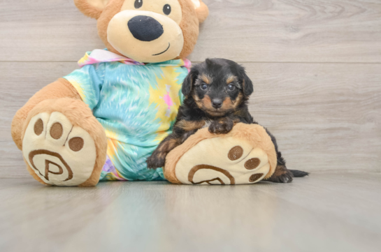 Yorkie Poo Puppy for Adoption