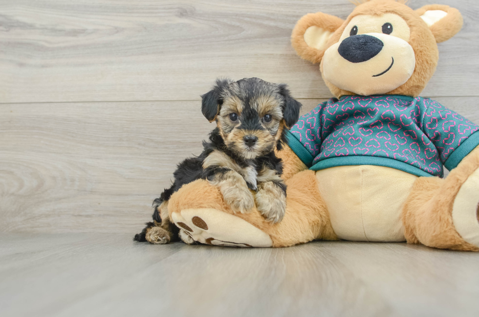 6 week old Yorkie Poo Puppy For Sale - Puppy Love PR