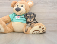 9 week old Yorkie Poo Puppy For Sale - Puppy Love PR