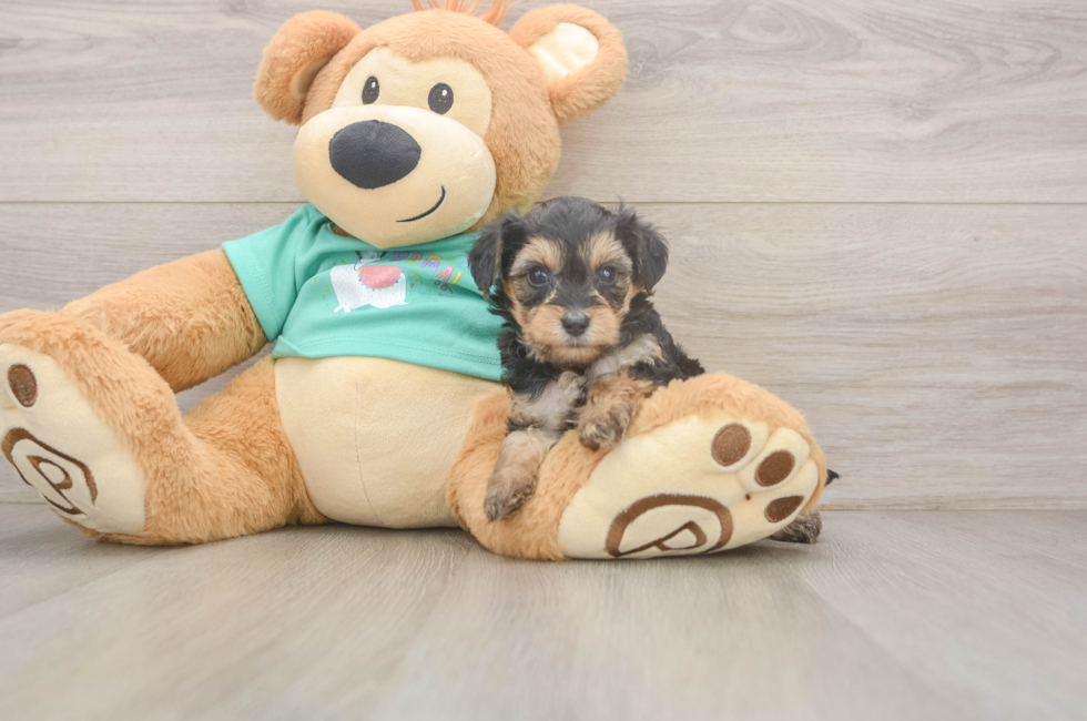 7 week old Yorkie Poo Puppy For Sale - Puppy Love PR