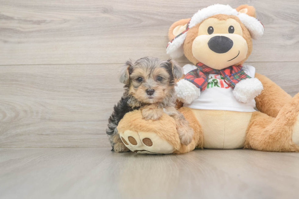 Best Yorkie Poo Baby