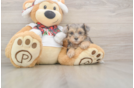 Yorkie Poo Pup Being Cute