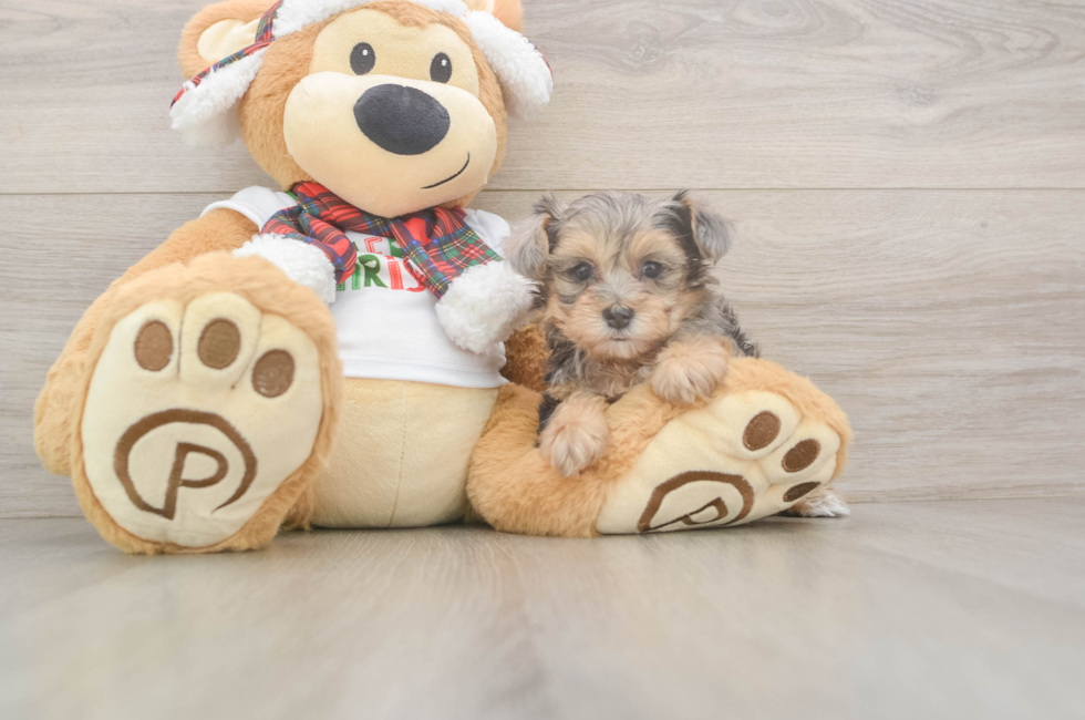 5 week old Yorkie Poo Puppy For Sale - Puppy Love PR