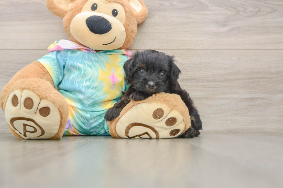 Happy Yorkie Poo Baby