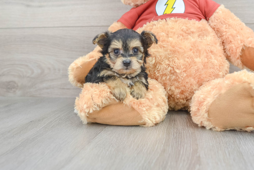 Yorkie Poo Pup Being Cute