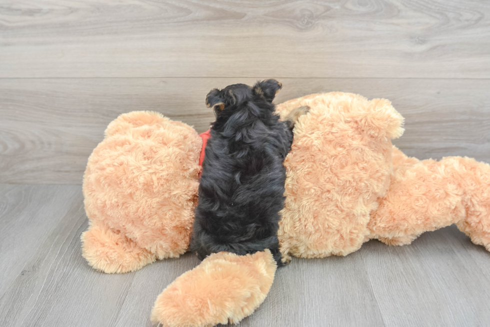 Sweet Yorkie Poo Baby