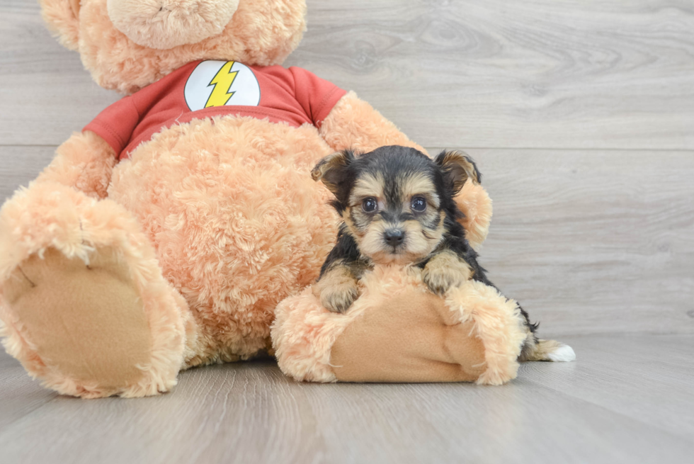 Best Yorkie Poo Baby