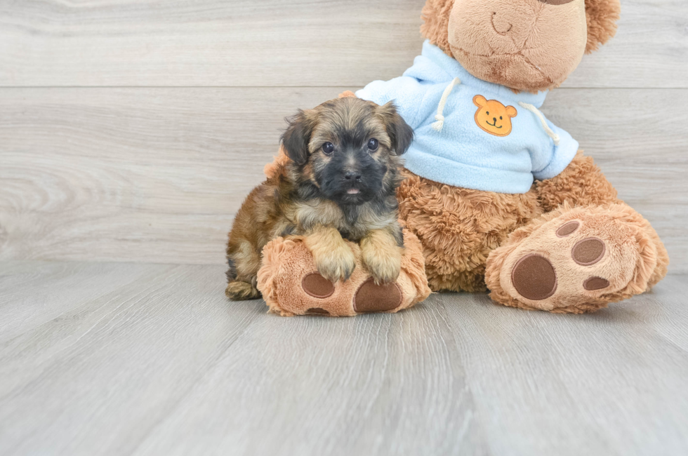 6 week old Yorkie Poo Puppy For Sale - Puppy Love PR