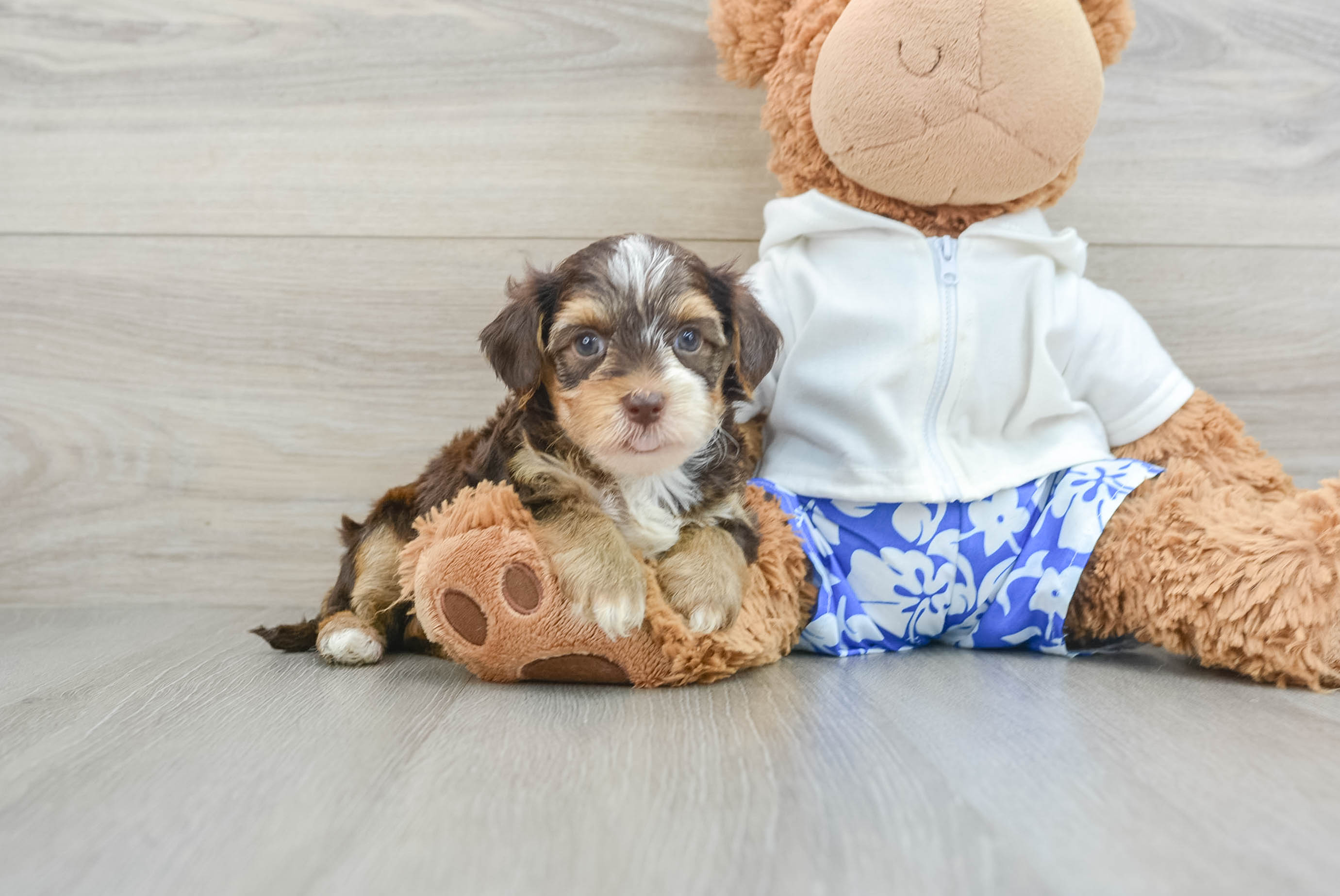 Hypoallergenic Yorkie Doodle Poodle Mix Puppy