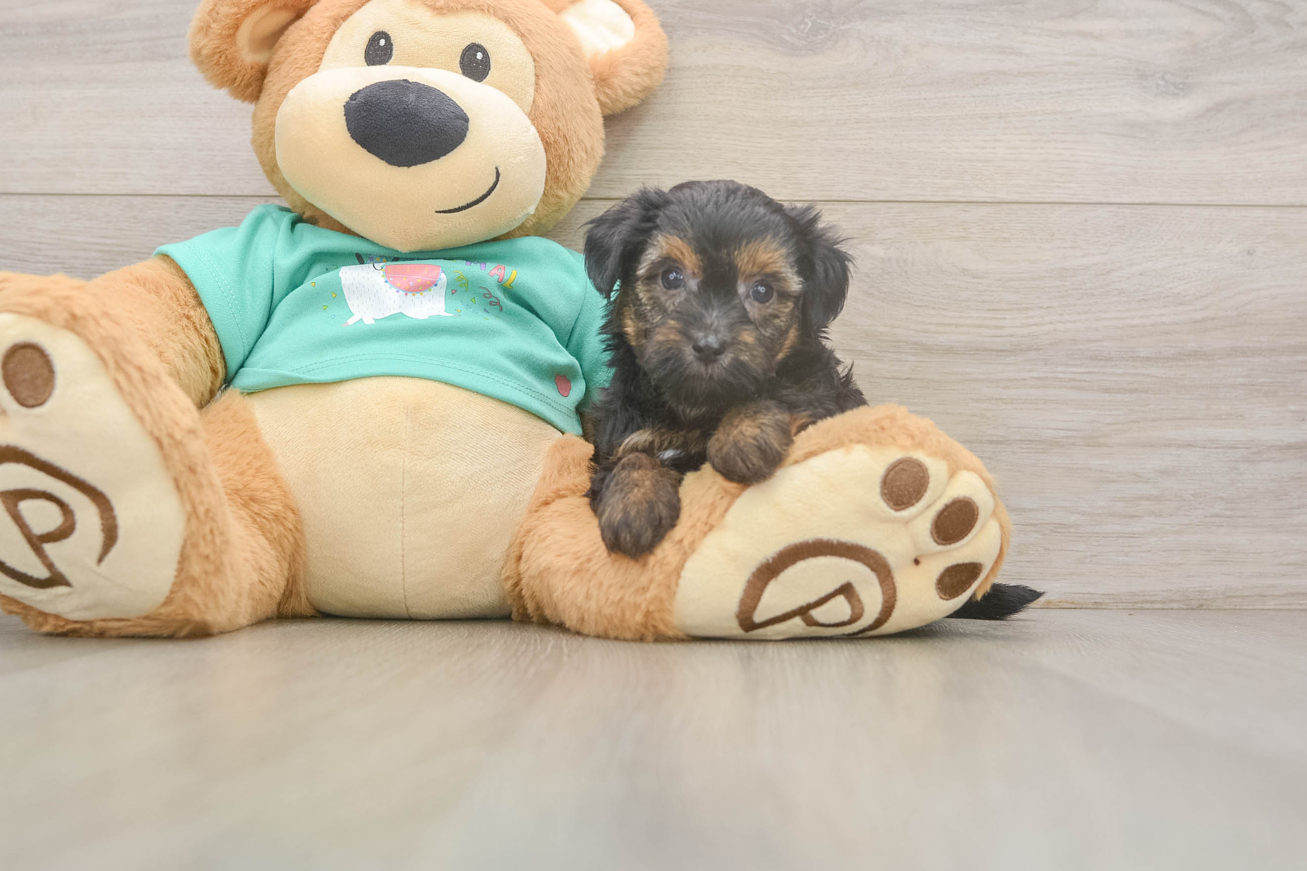 Sweet Yorkie Poo Baby