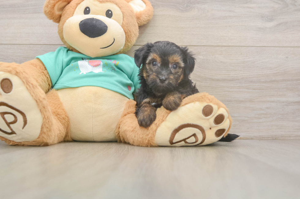 7 week old Yorkie Poo Puppy For Sale - Puppy Love PR