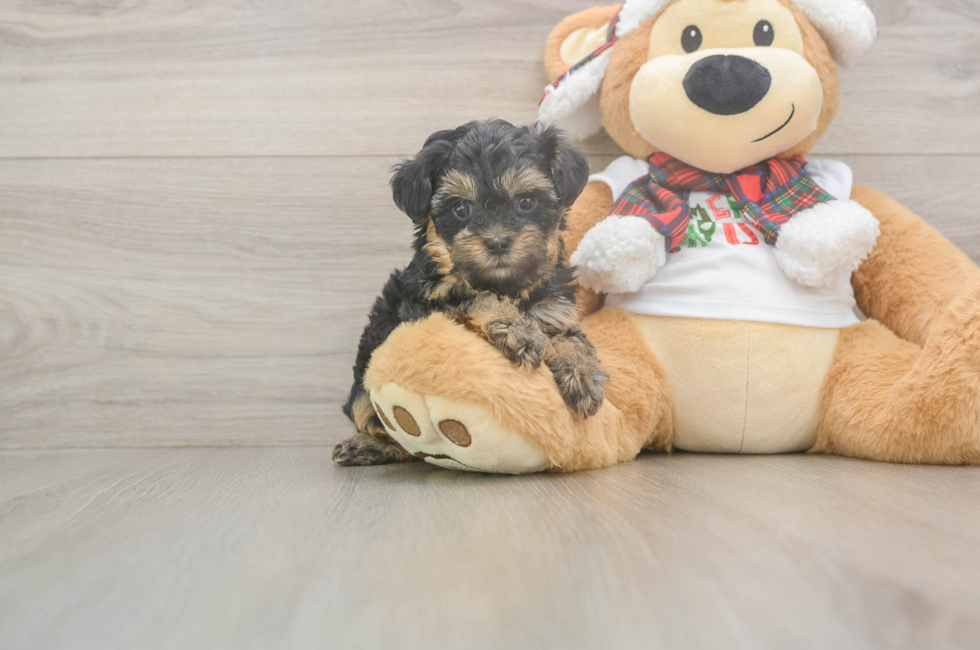 5 week old Yorkie Poo Puppy For Sale - Puppy Love PR