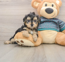 8 week old Yorkie Poo Puppy For Sale - Puppy Love PR