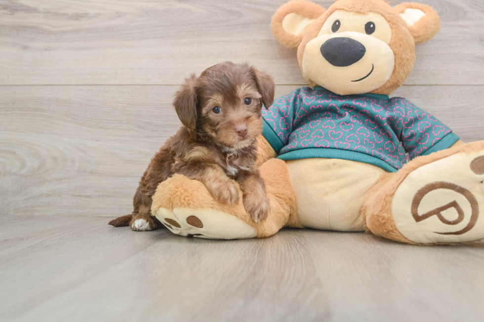 Yorkie Poo Pup Being Cute