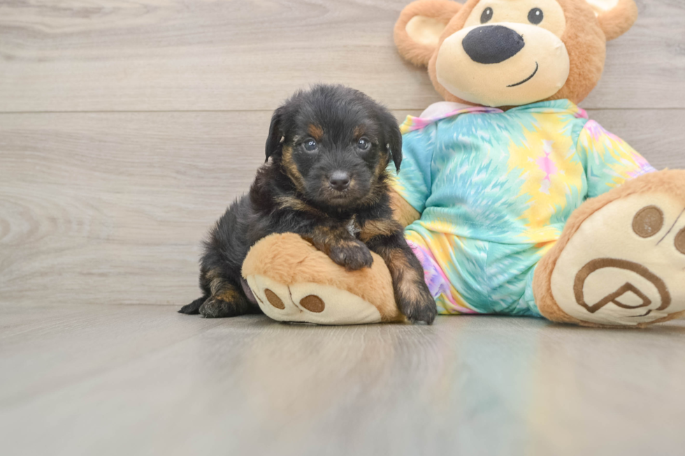 Yorkie Poo Puppy for Adoption