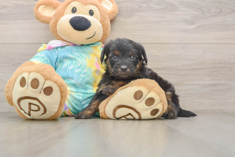 Yorkie Poo Pup Being Cute