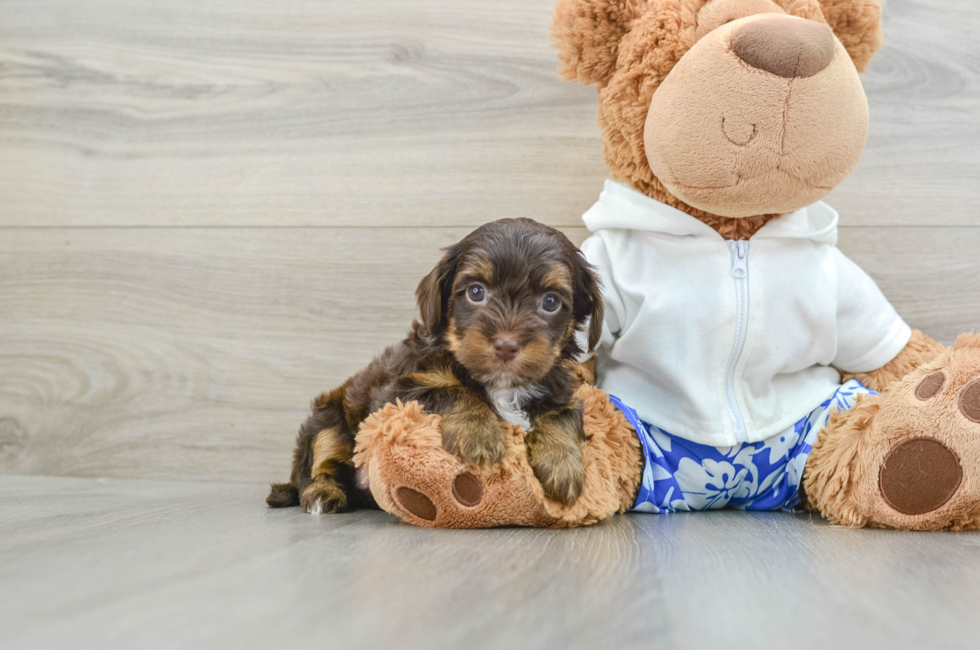 6 week old Yorkie Poo Puppy For Sale - Puppy Love PR