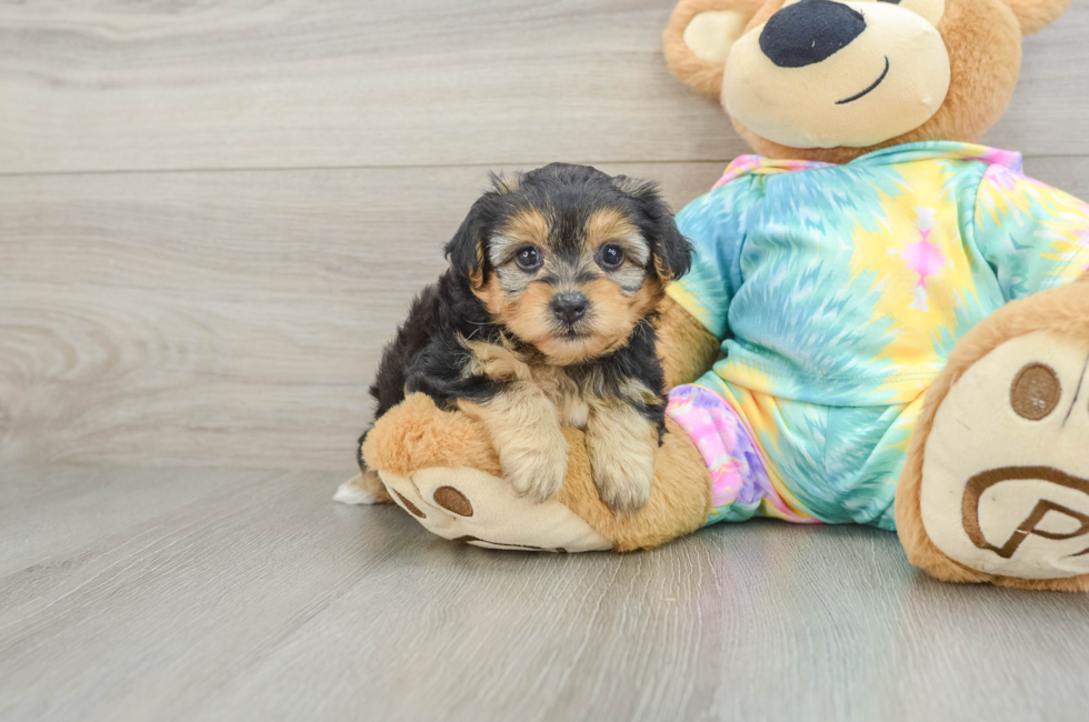 6 week old Yorkie Poo Puppy For Sale - Puppy Love PR