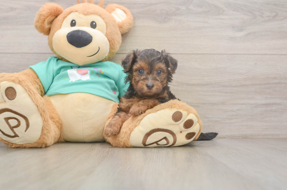 7 week old Yorkie Poo Puppy For Sale - Puppy Love PR