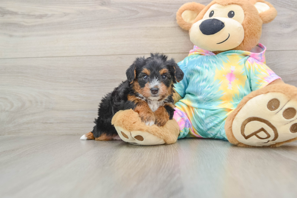 Best Yorkie Poo Baby