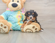 8 week old Yorkie Poo Puppy For Sale - Puppy Love PR