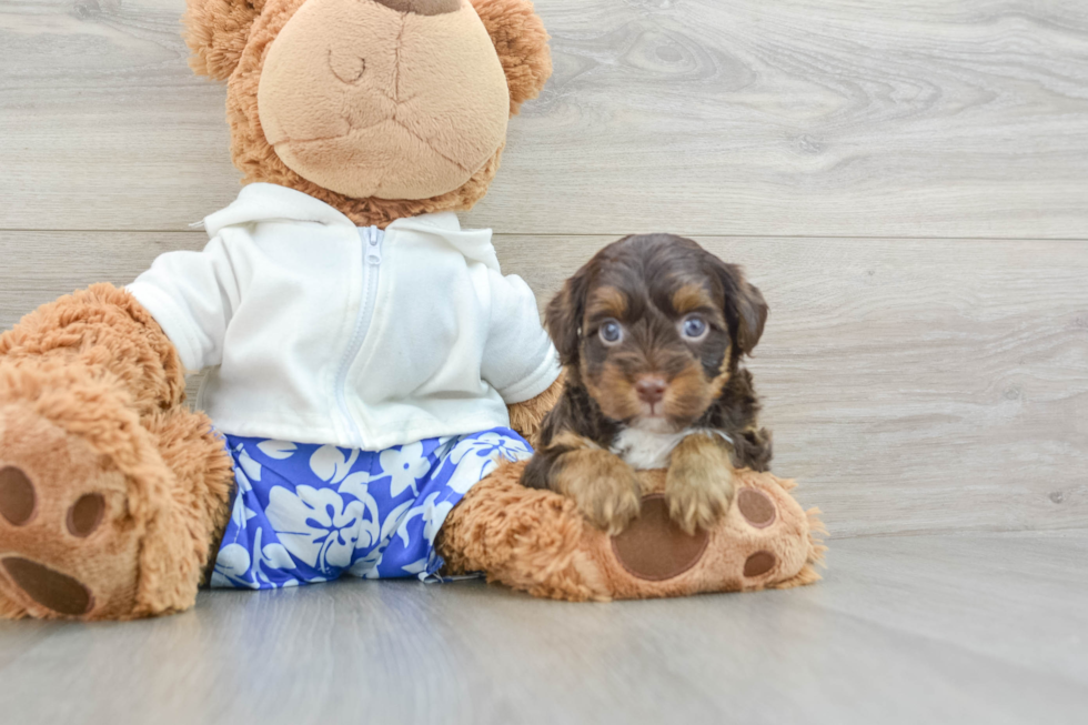 Energetic Yorkipoo Poodle Mix Puppy