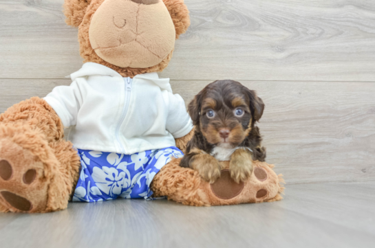 Energetic Yorkipoo Poodle Mix Puppy