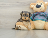 6 week old Yorkie Poo Puppy For Sale - Puppy Love PR