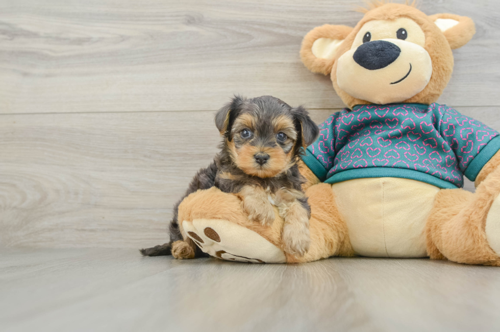 6 week old Yorkie Poo Puppy For Sale - Puppy Love PR