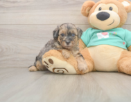 8 week old Yorkie Poo Puppy For Sale - Puppy Love PR