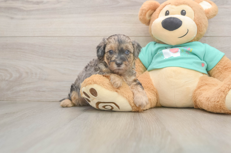 7 week old Yorkie Poo Puppy For Sale - Puppy Love PR