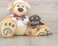 9 week old Yorkie Poo Puppy For Sale - Puppy Love PR